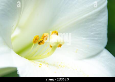 Primo piano di stamen e pistilli di fiore bianco di giglio con polline giallo su petali bianchi Foto Stock