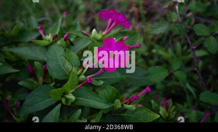 Fiori viola di Mirabilis Jalapa, conosciuto come 'la bellezza della notte' Foto Stock