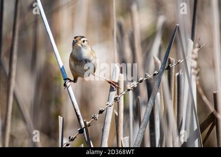 Marsh Wren canta mentre si aggrappano alla vegetazione paludosa. Foto Stock