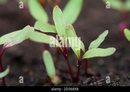 Nuovi germinati Beetroot (Beta vulgaris) giovani pianta in composto. Foto Stock