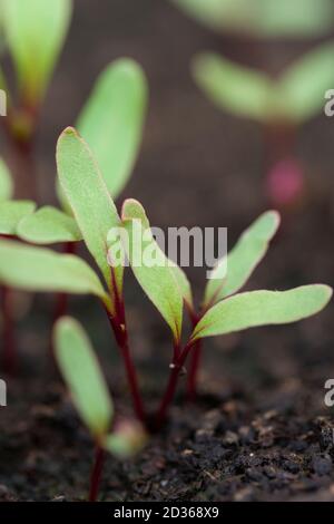 Nuovi germinati Beetroot (Beta vulgaris) giovani pianta in composto. Foto Stock