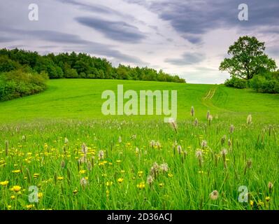 Prato fiorito in primavera e sullo sfondo sono foreste e vecchio albero massiccio Foto Stock