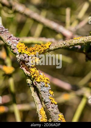 Primo piano di diverse specie di licheni su un ramoscello Foto Stock