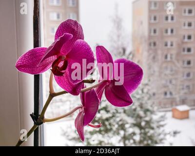 Bella orchidea fiorente e dietro la finestra nevoso inverno (offuscato) Foto Stock