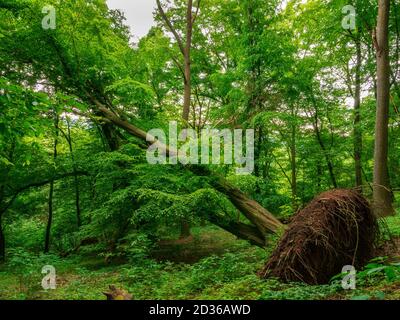 Albero sradicato nella foresta dopo la tempesta Foto Stock