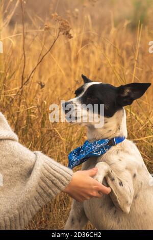 Il cane ha paura della mano umana durante l'allenamento Foto Stock
