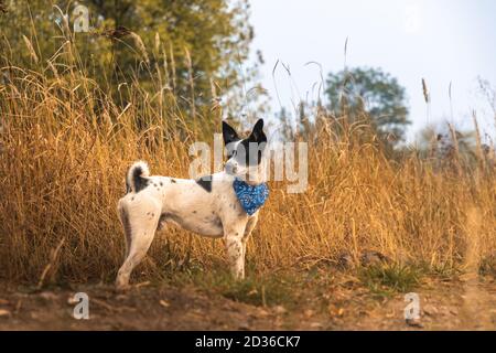 Cane Basenji in piena crescita nel campo bella foto animaletto da parati con bandana Foto Stock