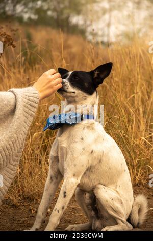 Il cane ha paura della mano con un trattamento e guarda con incredulità, autunno a piedi e l'allenamento Foto Stock