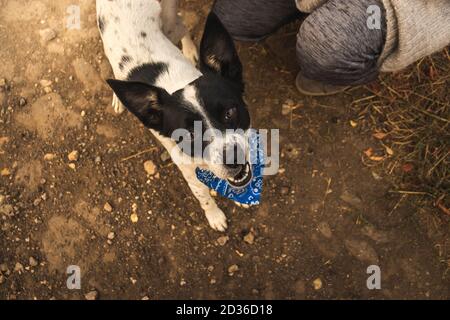 Il cane guarda minacciosamente alla macchina fotografica, foto in prima persona, espressione spaventosa del muso Foto Stock