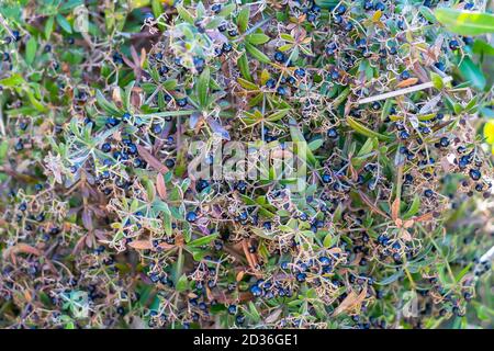 Rubia peregrina, la malga selvatica comune, è una specie vegetale erbacea perenne appartenente alla famiglia delle Rubiaceae. Una linea che oc Foto Stock