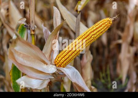 Mais maturo sul fusto in un campo pronto per la raccolta. Foto Stock