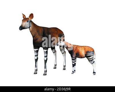 Okapi con gambe a righe nella steppa Foto Stock