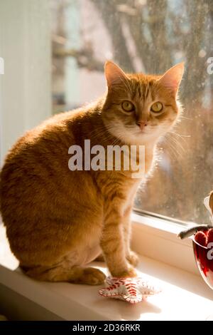 gatto arancione seduto alla finestra a casa. Femmina, gatto carino sul davanzale guardando gli uccelli che guardano attraverso il vetro fuori. Giorno di sole Foto Stock