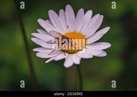 Una mosca seduta su un fiore camomilla su uno sfondo naturale sfocato primo piano. Foto Stock