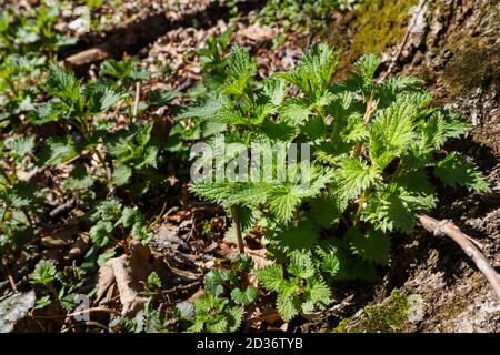 Urtica dioica, spesso conosciuta come ortica comune, ortica pungente o foglia di ortica in sole primavera giorno. Messa a fuoco selettiva Foto Stock