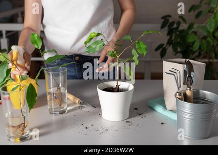 giovane pianta di casa ficus benjamin in una pentola di fiori bianchi Foto Stock