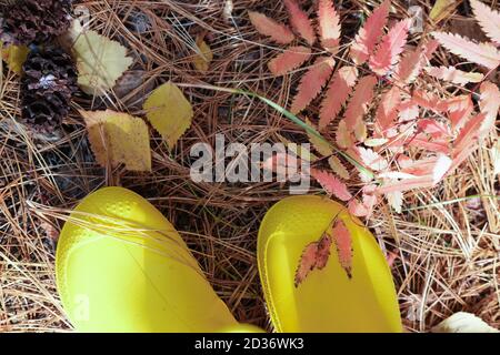 vista tagliata delle gambe della ragazza con stivali da pioggia gialli. ragazza in piedi su aghi di pino e foglie rosse. foresta che cammina in autunno. attività all'aperto per i bambini. aria fresca importanza. Foto Stock