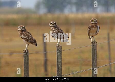 Fauda di burrowing (Athene cunicularia cunicularia) tre adulti arroccati sul posto in Pampas habitat Buenos Aires Provincia, Argentina Gennaio Foto Stock