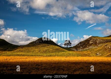 Sycamore Gap in Northumberland Foto Stock