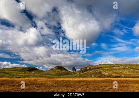 Sycamore Gap in Northumberland Foto Stock