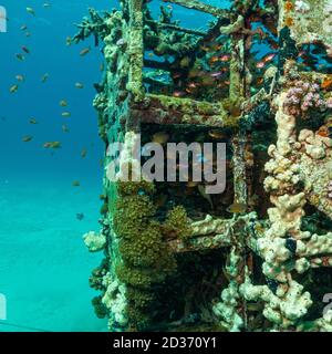 Una barriera corallina artificiale brulicante di pesci. Foto di una barriera corallina del Mar Rosso, Egitto Foto Stock