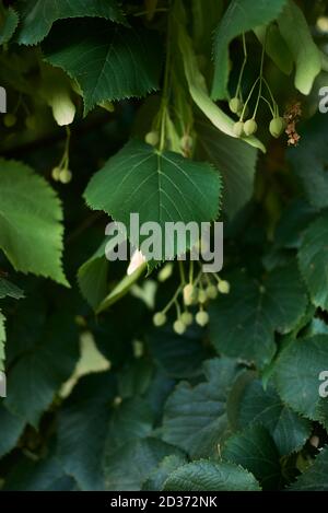 Primo piano del ramo Tilia cordata Foto Stock