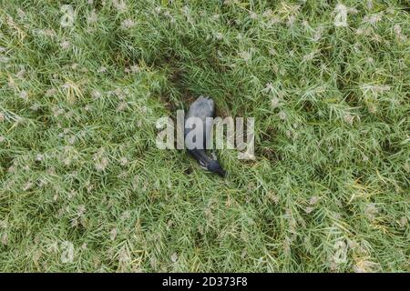 Orlovka Village, Rajon reni, Ode, Ucraina, Europa dell'Est. 26 Marzo 2019. ORLOVKA VILLAGE, RENI RAION, ODESSA OBLAST, UCRAINA - 01 SETTEMBRE 2020: Vista aerea - bufali d'acqua pascolo nelle canne. Credit: Andrey Nekrasov/ZUMA Wire/Alamy Live News Foto Stock