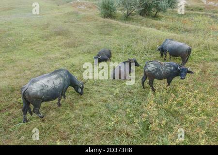 Orlovka Village, Rajon reni, Ode, Ucraina, Europa dell'Est. 26 Marzo 2019. ORLOVKA VILLAGE, RENI RAION, ODESSA OBLAST, UCRAINA - 01 SETTEMBRE 2020: Vista aerea - bufalo d'acqua pascolo nelle canne Credit: Andrey Nekrasov/ZUMA Wire/Alamy Live News Foto Stock