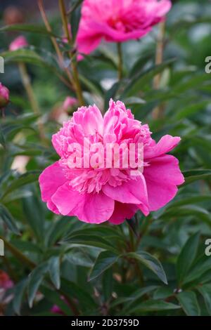 Fiore Paeonia in un giardino inglese. Fiore di Peony rosa. Foto Stock