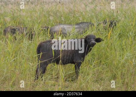 Vitello giovane con bufalo d'acqua . Orlovka villaggio, reni raion, Odessa oblast, Ucraina, Europa dell'Est Foto Stock