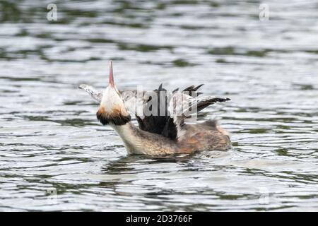 Grande gressere crestato (Podiceps cristatus) su acqua che allunga il suo corpo, collo e ali. Inghilterra, Regno Unito Foto Stock