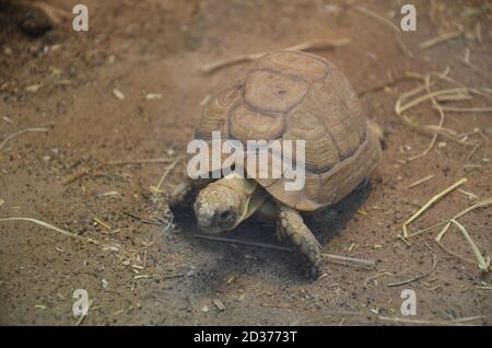 Tartaruga terrestre a piedi nella sabbia Foto Stock