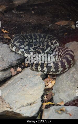 California Kingsnake (fase aberrante) (Lampeltis getulus californiae) Foto Stock