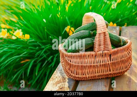 I cetrioli verdi freschi vengono raccolti nel cestello. Raccogliere cetrioli su una panchina in giardino Foto Stock