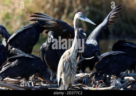 Cary, Carolina del Nord, Stati Uniti. 7 Ott 2020. Un grande airone blu condivide una diga di castoro con una ÃcommitteeÃ di avvoltoi neri nelle paludi di White Oak Greenway a Cary, NC. Credit: Bob Karp/ZUMA Wire/Alamy Live News Foto Stock