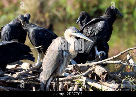 Cary, Carolina del Nord, Stati Uniti. 7 Ott 2020. Un grande airone blu condivide una diga di castoro con una ÃcommitteeÃ di avvoltoi neri nelle paludi di White Oak Greenway a Cary, NC. Credit: Bob Karp/ZUMA Wire/Alamy Live News Foto Stock