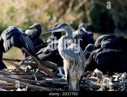 Cary, Carolina del Nord, Stati Uniti. 7 Ott 2020. Un grande airone blu condivide una diga di castoro con una ÃcommitteeÃ di avvoltoi neri nelle paludi di White Oak Greenway a Cary, NC. Credit: Bob Karp/ZUMA Wire/Alamy Live News Foto Stock