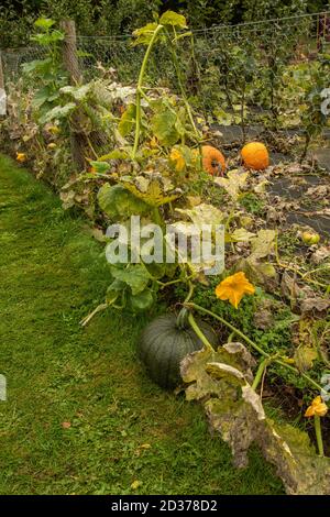 Verdure di zucca su vite con frutta che cresce all'esterno del recintato area dove è piantato Foto Stock