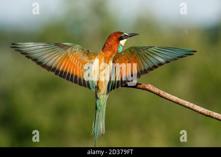 Vitale europeo ape-Eater, merops apiaster, atterraggio con ali aperte in tutta la natura estiva. Foto Stock