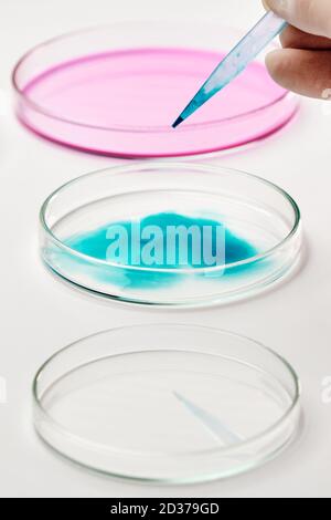Aggiungere un mezzo liquido blu nella piastra Petri utilizzando una pipetta. Foto Stock