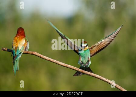 Vitale europeo ape-Eater, merops apiaster, atterraggio con ali aperte in tutta la natura estiva. Foto Stock