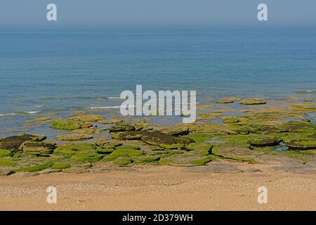 Particolare di spiaggia con rocce e alghe sul francese Opal costa vicino Pas de Calais Foto Stock