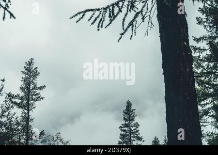 Cielo nuvoloso schiarito attraverso rami di alberi di conifere e fitta nebbia. Nuvole basse tra le cime degli alberi appuntite in nebbia. Paesaggio atmosferico e spettrale. Minima Foto Stock