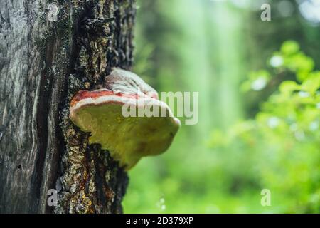 Gocce di rugiada su grandi polipi rossi sull'albero. Fungo colorato rosso vivo su tree moncone primo piano. Fomitopsis pinicola su corteccia tra erbe verdi in boke soleggiato Foto Stock