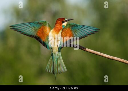 Vitale europeo ape-Eater, merops apiaster, atterraggio con ali aperte in tutta la natura estiva. Foto Stock