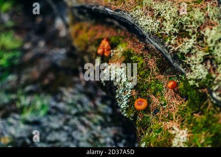 Bei funghi piccoli con tappi arancioni su vecchi chioseup di log di muschio. Scenico sfondo natura con gruppo di funghi arancio su tronchi coperto con Foto Stock