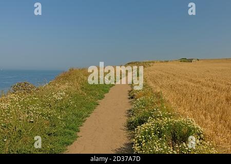 Percorso attraverso i campi sulle scogliere della costa opale francese. Foto Stock