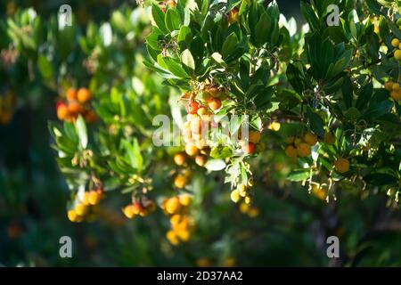 Frutti rossi, arance e gialli di fragola in autunno (ottobre) con luce laterale nel tardo pomeriggio. Foto Stock