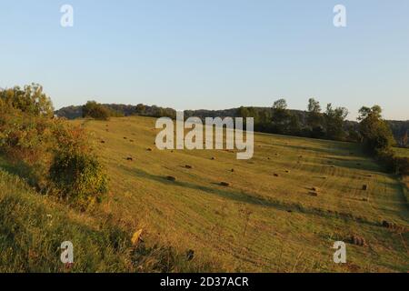 Balle di fieno nel prato estivo Foto Stock