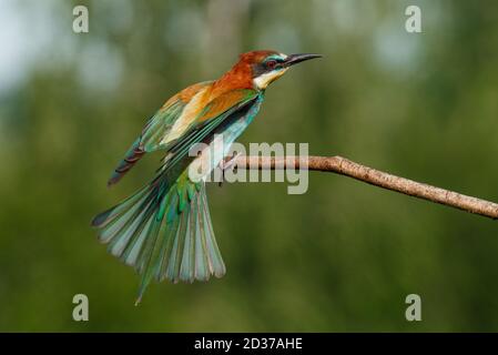 Vitale europeo ape-Eater, merops apiaster, atterraggio con ali aperte in tutta la natura estiva. Foto Stock